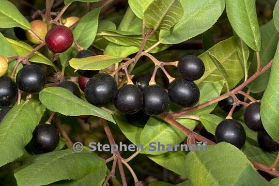 frangula rubra ssp obtusissima 2 graphic